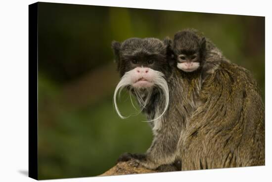 Portrait of an Emperor Tamarin (Saguinus Imperator) Mother with Baby. Captive. Endemic to Peru-Mark Bowler-Stretched Canvas