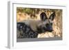 Portrait of an endangered African wild dog (Lycaon pictus), Botswana, Africa-Sergio Pitamitz-Framed Photographic Print