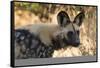 Portrait of an endangered African wild dog (Lycaon pictus), Botswana, Africa-Sergio Pitamitz-Framed Stretched Canvas