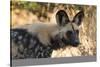 Portrait of an endangered African wild dog (Lycaon pictus), Botswana, Africa-Sergio Pitamitz-Stretched Canvas