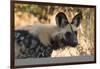 Portrait of an endangered African wild dog (Lycaon pictus), Botswana, Africa-Sergio Pitamitz-Framed Photographic Print