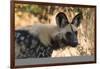 Portrait of an endangered African wild dog (Lycaon pictus), Botswana, Africa-Sergio Pitamitz-Framed Photographic Print