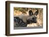 Portrait of an endangered African wild dog (Lycaon pictus), Botswana, Africa-Sergio Pitamitz-Framed Photographic Print