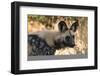 Portrait of an endangered African wild dog (Lycaon pictus), Botswana, Africa-Sergio Pitamitz-Framed Photographic Print