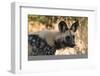 Portrait of an endangered African wild dog (Lycaon pictus), Botswana, Africa-Sergio Pitamitz-Framed Photographic Print