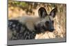 Portrait of an endangered African wild dog (Lycaon pictus), Botswana, Africa-Sergio Pitamitz-Mounted Photographic Print