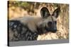 Portrait of an endangered African wild dog (Lycaon pictus), Botswana, Africa-Sergio Pitamitz-Stretched Canvas