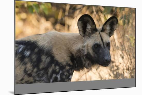 Portrait of an endangered African wild dog (Lycaon pictus), Botswana, Africa-Sergio Pitamitz-Mounted Photographic Print