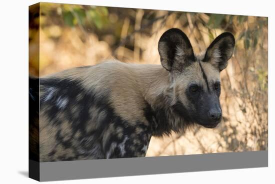 Portrait of an endangered African wild dog (Lycaon pictus), Botswana, Africa-Sergio Pitamitz-Stretched Canvas