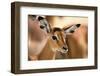 Portrait of an Impala calf, Aepyceros melampus. Lake Nakuru National Park, Kenya, Africa.-Sergio Pitamitz-Framed Photographic Print