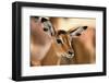 Portrait of an Impala calf, Aepyceros melampus. Lake Nakuru National Park, Kenya, Africa.-Sergio Pitamitz-Framed Photographic Print