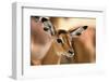 Portrait of an Impala calf, Aepyceros melampus. Lake Nakuru National Park, Kenya, Africa.-Sergio Pitamitz-Framed Photographic Print