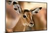 Portrait of an Impala calf, Aepyceros melampus. Lake Nakuru National Park, Kenya, Africa.-Sergio Pitamitz-Mounted Photographic Print