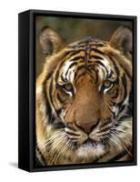 Portrait of an Indo Chinese Tiger, Tiger Sanctuary, Khao Pardap Chan, Thailand-Louise Murray-Framed Stretched Canvas