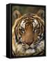 Portrait of an Indo Chinese Tiger, Tiger Sanctuary, Khao Pardap Chan, Thailand-Louise Murray-Framed Stretched Canvas