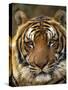 Portrait of an Indo Chinese Tiger, Tiger Sanctuary, Khao Pardap Chan, Thailand-Louise Murray-Stretched Canvas