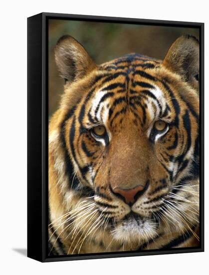 Portrait of an Indo Chinese Tiger, Tiger Sanctuary, Khao Pardap Chan, Thailand-Louise Murray-Framed Stretched Canvas