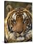 Portrait of an Indo Chinese Tiger, Tiger Sanctuary, Khao Pardap Chan, Thailand-Louise Murray-Stretched Canvas