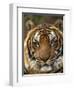 Portrait of an Indo Chinese Tiger, Tiger Sanctuary, Khao Pardap Chan, Thailand-Louise Murray-Framed Photographic Print