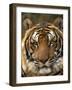 Portrait of an Indo Chinese Tiger, Tiger Sanctuary, Khao Pardap Chan, Thailand-Louise Murray-Framed Photographic Print