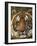 Portrait of an Indo Chinese Tiger, Tiger Sanctuary, Khao Pardap Chan, Thailand-Louise Murray-Framed Photographic Print