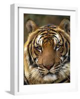 Portrait of an Indo Chinese Tiger, Tiger Sanctuary, Khao Pardap Chan, Thailand-Louise Murray-Framed Photographic Print