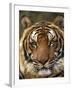 Portrait of an Indo Chinese Tiger, Tiger Sanctuary, Khao Pardap Chan, Thailand-Louise Murray-Framed Photographic Print