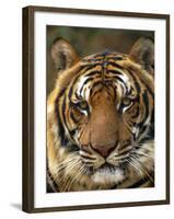 Portrait of an Indo Chinese Tiger, Tiger Sanctuary, Khao Pardap Chan, Thailand-Louise Murray-Framed Photographic Print