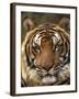 Portrait of an Indo Chinese Tiger, Tiger Sanctuary, Khao Pardap Chan, Thailand-Louise Murray-Framed Photographic Print
