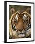 Portrait of an Indo Chinese Tiger, Tiger Sanctuary, Khao Pardap Chan, Thailand-Louise Murray-Framed Photographic Print