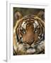 Portrait of an Indo Chinese Tiger, Tiger Sanctuary, Khao Pardap Chan, Thailand-Louise Murray-Framed Photographic Print