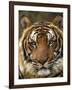 Portrait of an Indo Chinese Tiger, Tiger Sanctuary, Khao Pardap Chan, Thailand-Louise Murray-Framed Photographic Print