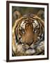 Portrait of an Indo Chinese Tiger, Tiger Sanctuary, Khao Pardap Chan, Thailand-Louise Murray-Framed Photographic Print