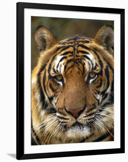 Portrait of an Indo Chinese Tiger, Tiger Sanctuary, Khao Pardap Chan, Thailand-Louise Murray-Framed Photographic Print