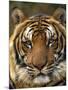 Portrait of an Indo Chinese Tiger, Tiger Sanctuary, Khao Pardap Chan, Thailand-Louise Murray-Mounted Photographic Print