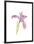 Portrait of an Iris-Stacy Hsu-Framed Art Print