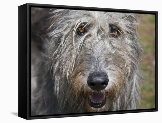 Portrait of an Irish Wolfhound-Zandria Muench Beraldo-Framed Stretched Canvas