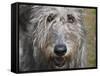 Portrait of an Irish Wolfhound-Zandria Muench Beraldo-Framed Stretched Canvas
