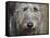 Portrait of an Irish Wolfhound-Zandria Muench Beraldo-Framed Stretched Canvas