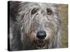 Portrait of an Irish Wolfhound-Zandria Muench Beraldo-Stretched Canvas