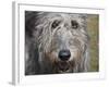 Portrait of an Irish Wolfhound-Zandria Muench Beraldo-Framed Photographic Print