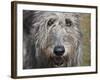 Portrait of an Irish Wolfhound-Zandria Muench Beraldo-Framed Photographic Print