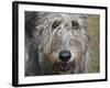 Portrait of an Irish Wolfhound-Zandria Muench Beraldo-Framed Photographic Print