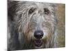 Portrait of an Irish Wolfhound-Zandria Muench Beraldo-Mounted Photographic Print