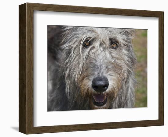 Portrait of an Irish Wolfhound-Zandria Muench Beraldo-Framed Photographic Print