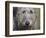 Portrait of an Irish Wolfhound-Zandria Muench Beraldo-Framed Photographic Print