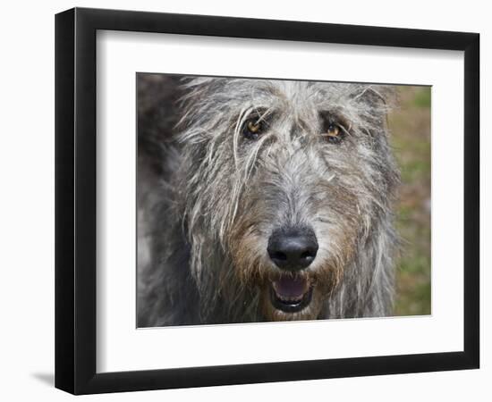 Portrait of an Irish Wolfhound-Zandria Muench Beraldo-Framed Photographic Print