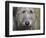 Portrait of an Irish Wolfhound-Zandria Muench Beraldo-Framed Photographic Print