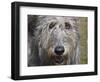 Portrait of an Irish Wolfhound-Zandria Muench Beraldo-Framed Photographic Print