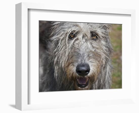 Portrait of an Irish Wolfhound-Zandria Muench Beraldo-Framed Photographic Print